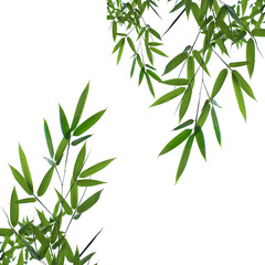 bamboo leaves isolated on white background