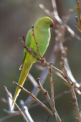 Ring-necked parakeet at a feeding place in the garden.