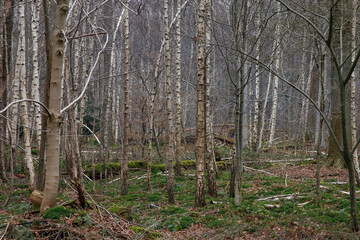 Fototapeta premium Forest landscape with birch trees and moss-covered ground during late autumn in a tranquil setting