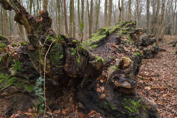 Ancient tree stump covered in moss surrounded by a serene forest landscape in early spring