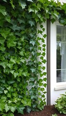Fototapeta premium Ivy Vine Climbing evergreen vine that grows on walls and trees often used as ground cover