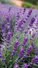 Fototapeta premium Lavender Perennial herb known for its fragrant purple flowers and used in cooking perfumes and essential oils