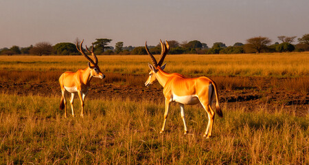 Wspaniały świat przyrody. wierzęta w swoim środowisku.