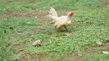The turkey (Meleagris gallopavo) is an upland bird native to North America and the heaviest member of the diverse Galliformes