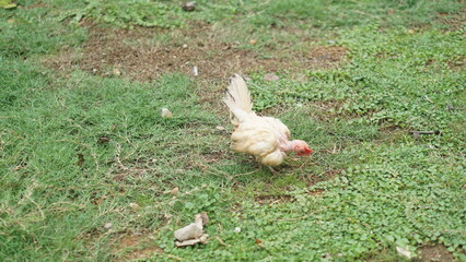 The turkey (Meleagris gallopavo) is an upland bird native to North America and the heaviest member of the diverse Galliformes