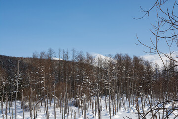 Obraz premium 冬の晴れた日の青い池 美瑛町 