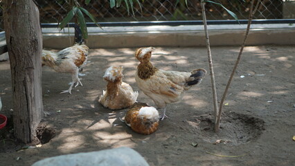 The turkey (Meleagris gallopavo) is an upland bird native to North America and the heaviest member of the diverse Galliformes