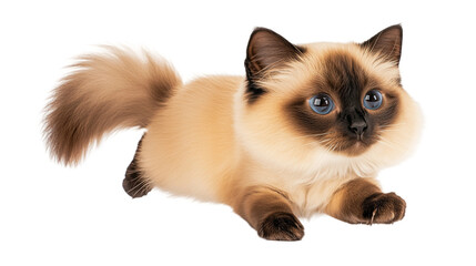 Obraz premium Cute Siamese cat jumping gracefully in air isolated on white or transparent background, png clipart, design element
