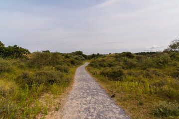 Green Pathway Through the Forest