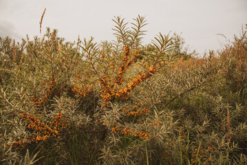 Wild buckthorn with orange berries