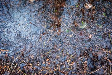 A cold swamp and wet forest floor, where leftover rainwater mingles with partially decomposed leaves and wood chips, offering a glimpse of nature’s process of regenerating soil with organic matter