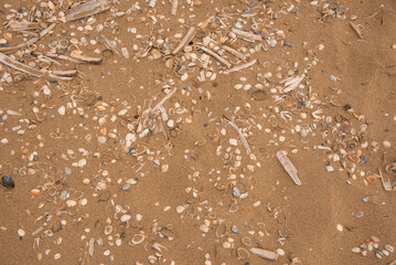 seashells on the beach