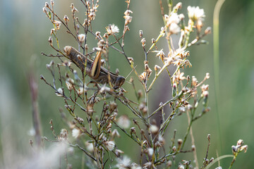Macro photography of nature, grasshopper