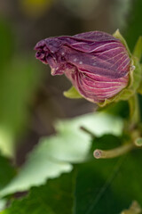 Macro photography of nature, rosebud
