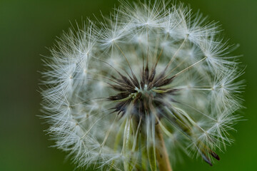 Fototapeta premium Macro photography of nature, white fluffy dandelion