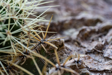 Macro photography of nature, cactus needles