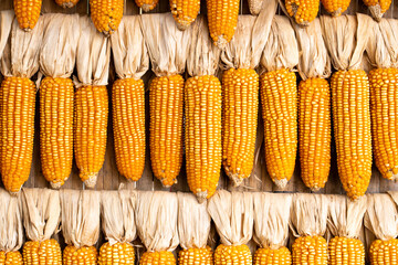 Background of corn that has row to dry for keepting