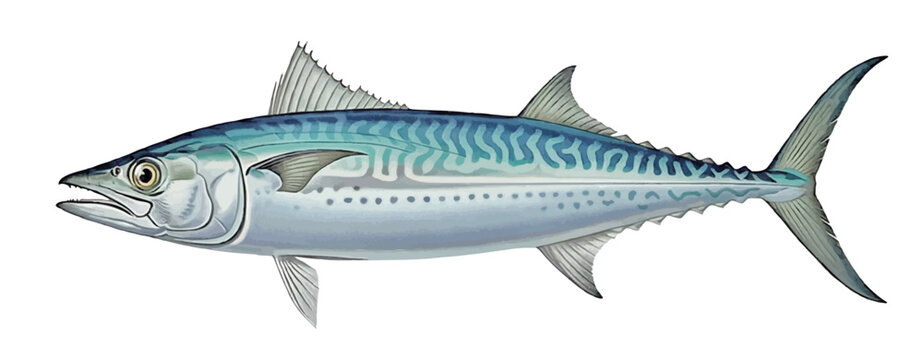 Vintage King Mackerel (Scomberomorus cavalla) Lithograph
