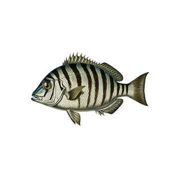 Vintage Sheepshead (Archosargus probatocephalus) Lithograph