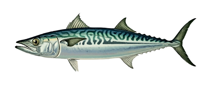 Vintage Spanish Mackerel (Scomberomorus maculatus) Lithograph