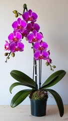 Orchid Tropical or subtropical flowering plant with showy often fragrant blooms in many colors