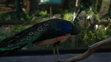 Green Peacock or Pavo muticus beautiful bright green and blue peacock feathers in the Solo Zoo Safari park.	