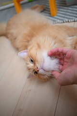 寝っ転がって顎を撫でられて気持ちのよい猫（マンチカン）