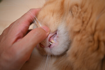 猫の口をひっぱって犬歯を確認（マンチカン）