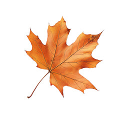 Obraz premium Autumn maple leaf isolated on white background 