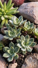 Fototapeta premium Sedum Perennial succulent known for its fleshy leaves and star shaped flowers commonly grown in rock gardens