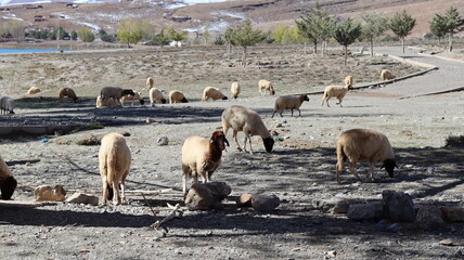 Sheep Grazing Near Tislit Lake in Imilchil, Morocco's Haut Atlas Oriental National Park, with Snowy...