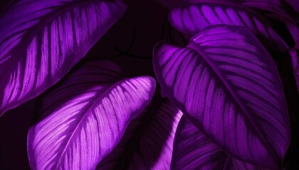 Fototapeta premium Tropical Big Leaves in a Dark, Mysterious Setting