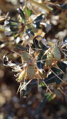 Close-Up of Xanthium spinosum Plant with Spiny Leaves and Seed Pods in a Dry Habitat
