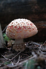 White-red fly agaric grows in the forest.