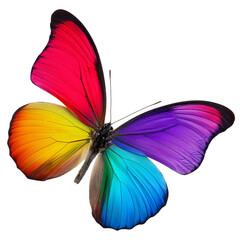 Obraz premium beautiful rainbow colored butterfly isolated on transparent background
