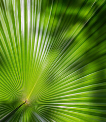Lush green palm tree leaves