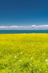 Fototapeta premium Qinghai Lake, Eastern Tibet, Qinghai province, China