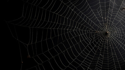 Fototapeta premium Detailed spider web on dark background. Concept of intricate design, nature, and arachnid.