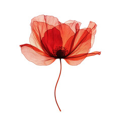 Red Poppy Illustration with Translucent Petals on Transparent Background