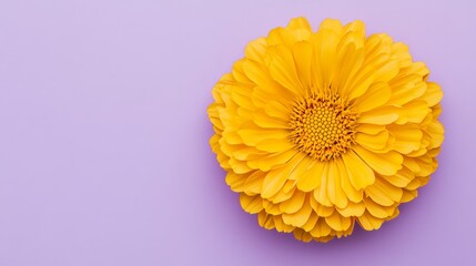 A bold yellow marigold against a soft lilac background, close-up shot, Minimalist style