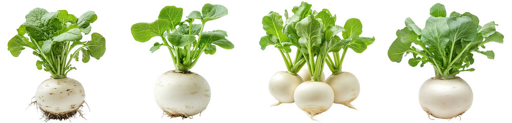 Fresh white radishes with green leaves showcased arranged neatly transparent background