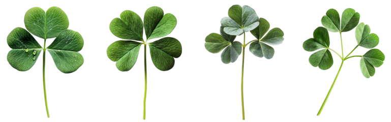 green clover leaves with varying shapes and details transparent background
