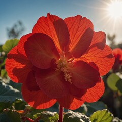 A close-up of a vibrant red begonia flower, with the sun casting a soft glow on its petals, set against a bright sky.