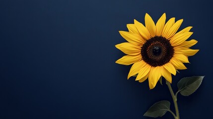 Obraz premium A bold yellow sunflower against a deep navy blue background, close-up shot, Minimalist style