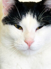 A captivating and detailed closeup shot of a beautiful black and white cat showcasing its striking features