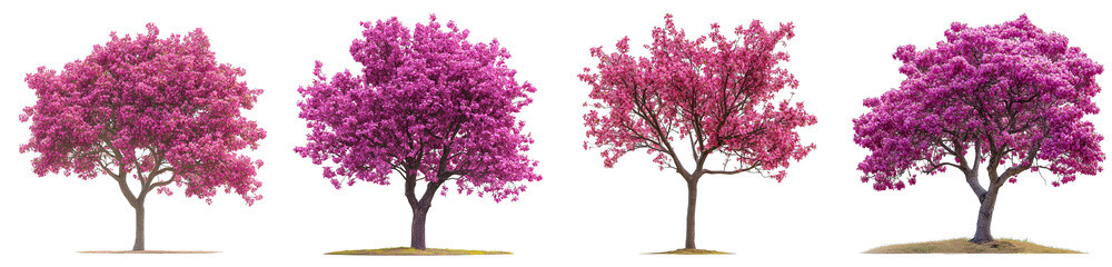 beautiful pink flowering trees set collection with transparent background