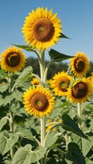 Fototapeta premium Sunflower Annual plant with tall stems and large yellow flowers that turn towards the sun