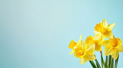 Fototapeta premium A bouquet of vibrant yellow daffodils on a pale sky blue background, close-up shot, Minimalist style