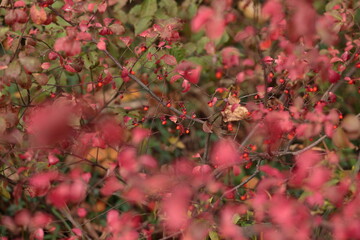 紅葉したツリバナ