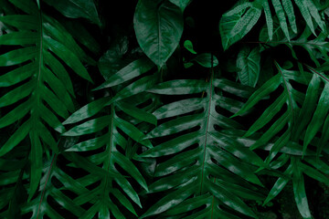 Tropical bush plant jungle wall background with monstera leaves. Lush green foliage, banner. Large...